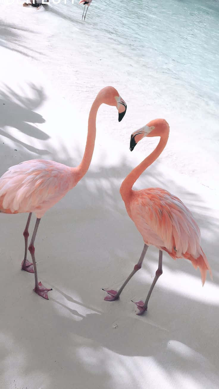 Envacker Rosa Flamingo Står Och Tar Ett Dopp I En Fridfull Sjö. Wallpaper