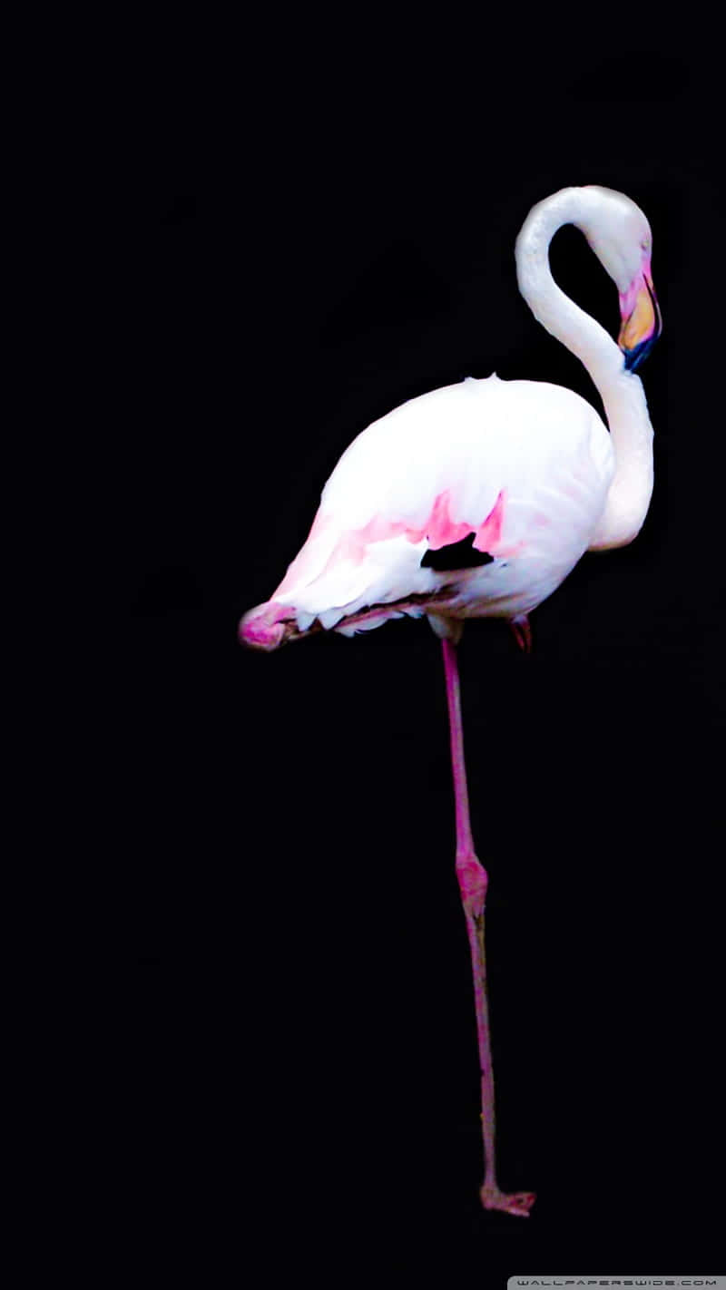 Einleuchtend Rosa Flamingo Sticht Aus Einer Wunderschönen Wüstenlandschaft Hervor. Wallpaper