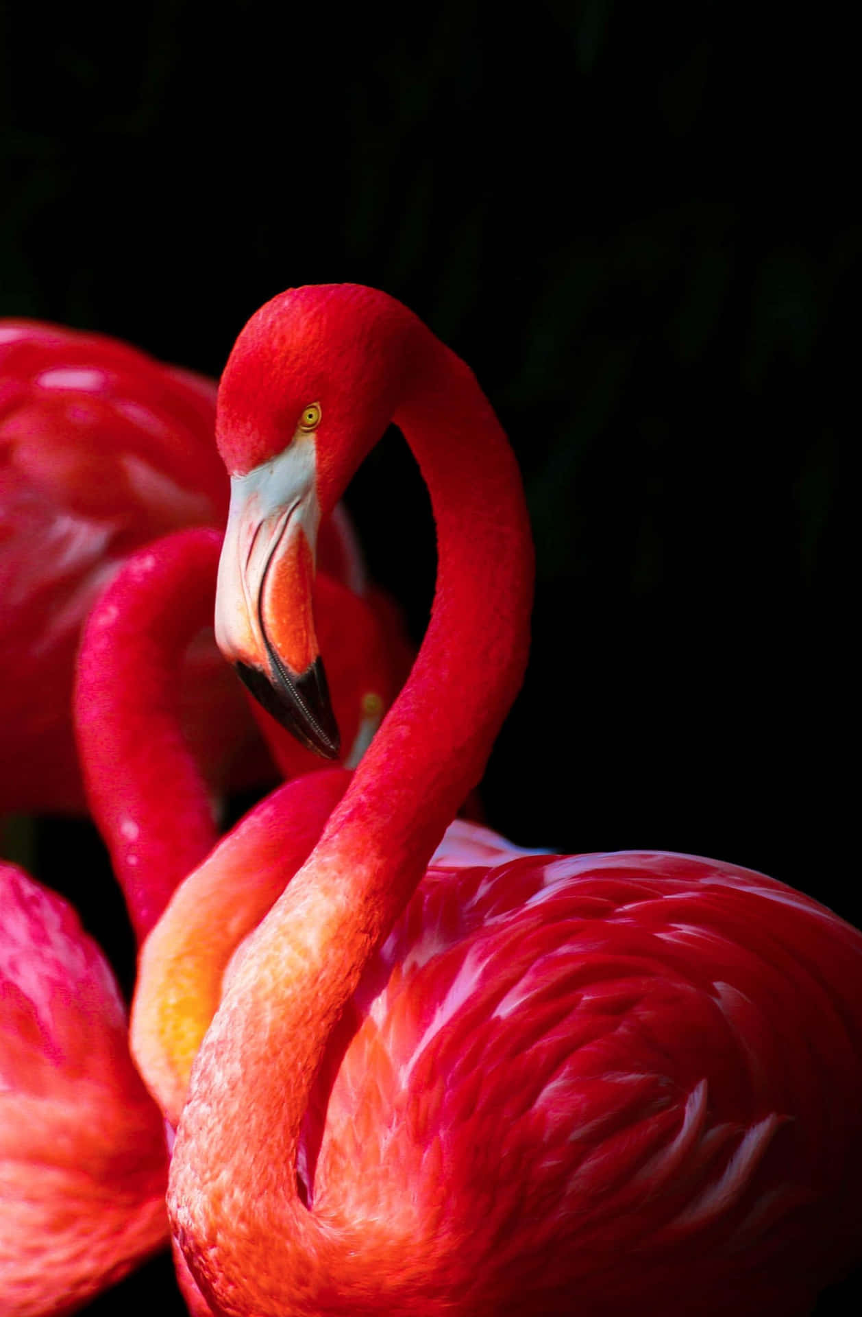 Atemberaubenderpinker Flamingo, Der In Einem Felspool Auf Einem Iphone Schwebt. Wallpaper