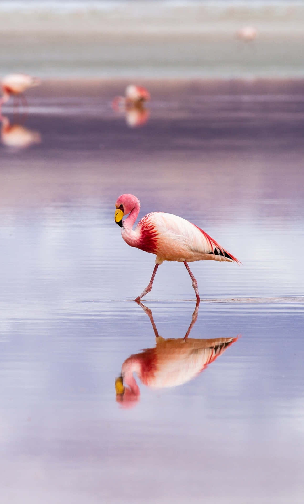 A stunning pink flamingo against a clear sky, photographed from an iPhone Wallpaper