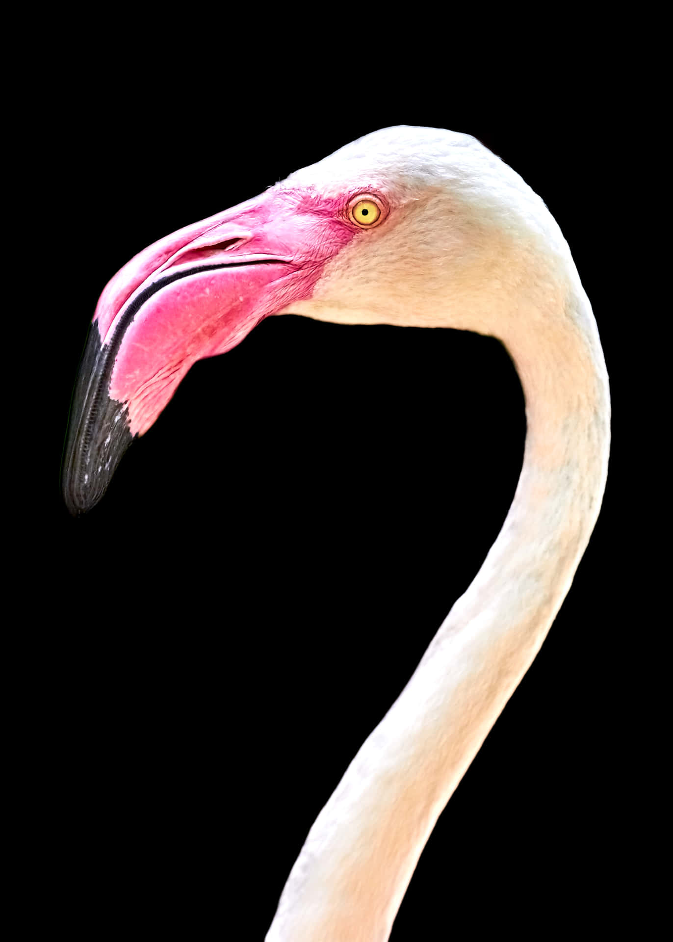 A majestic pink flamingo stands tall with an iPhone in the foreground. Wallpaper