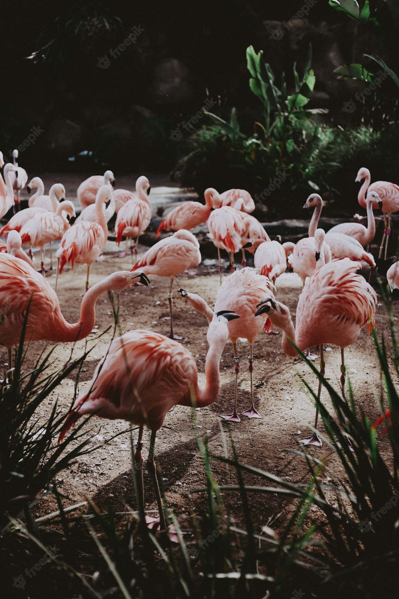 Colorful Flamingos in Nature Wallpaper