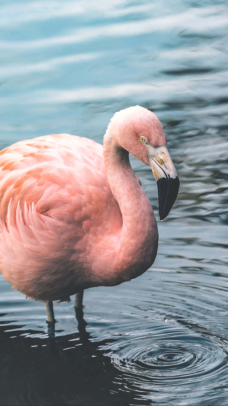 Einidyllischer Flamingo Steht Friedlich Auf Dem Ruhigen Wasser Eines Tropischen Strandes. Wallpaper