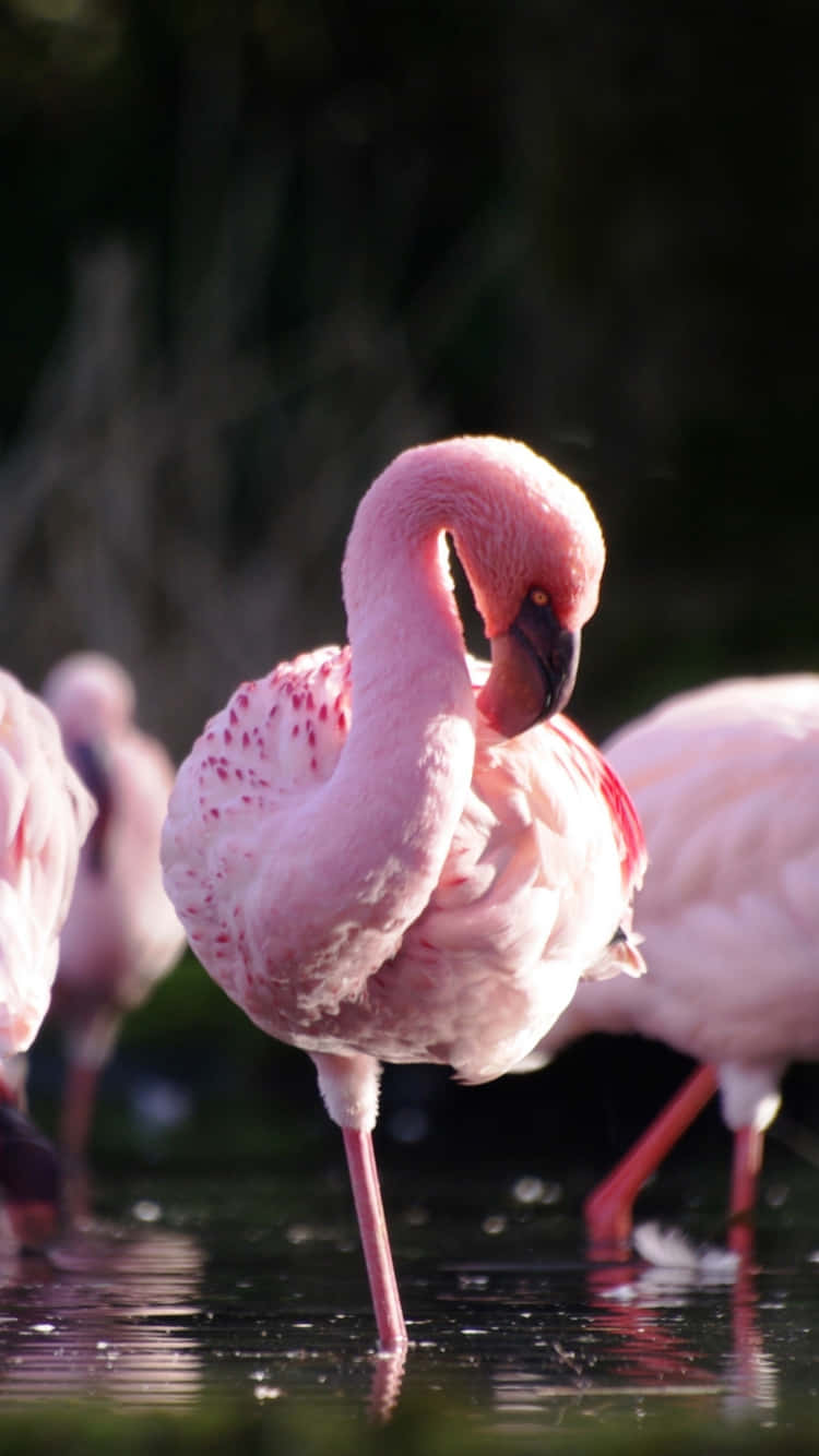 Skønhed i Balance - En smuk lyserød Flamingo holder sig på en turkisblå iPhone Wallpaper