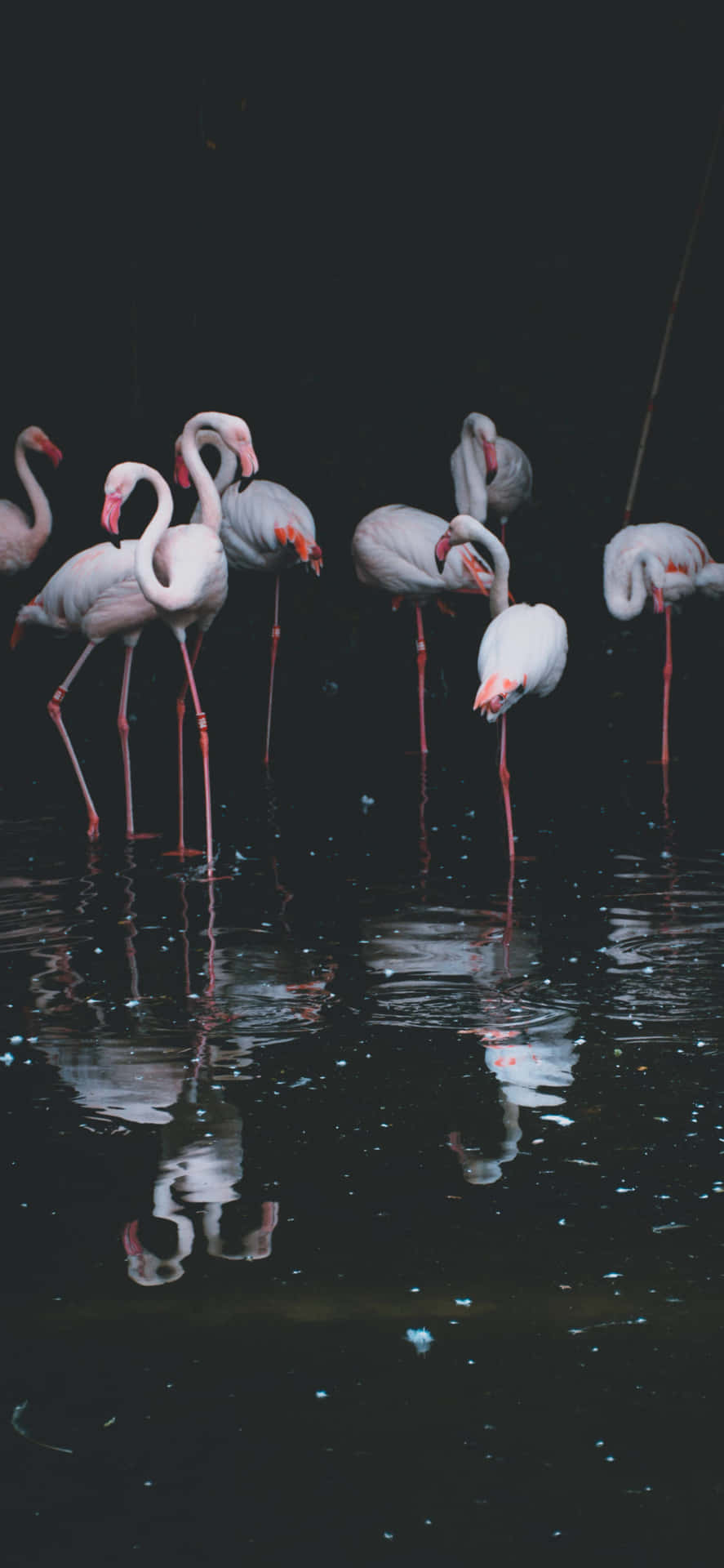 “A Flamingo Taking Flight” Wallpaper