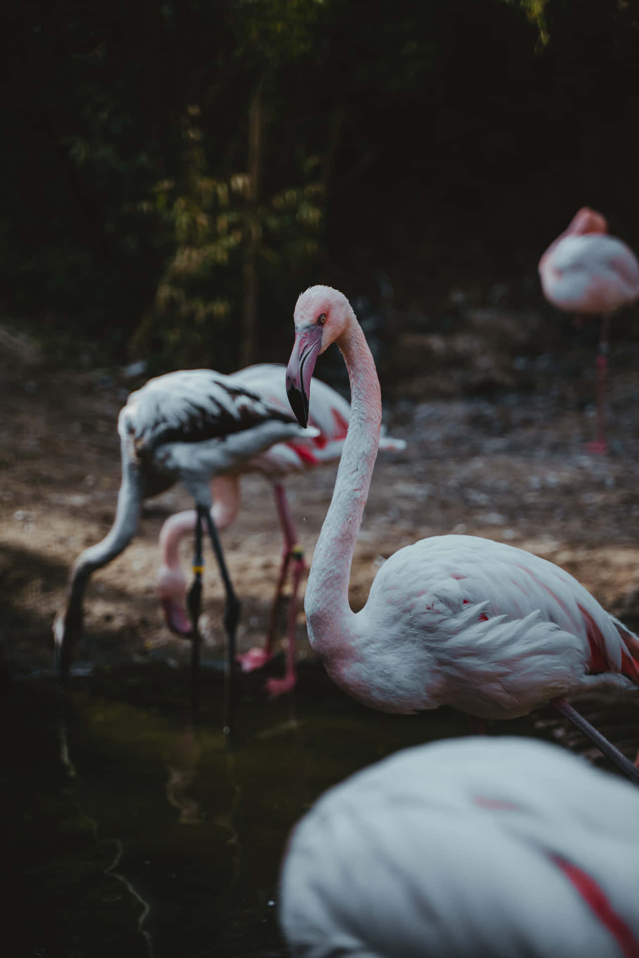 En gruppe flamingoer står i en dam af vandliljer Wallpaper
