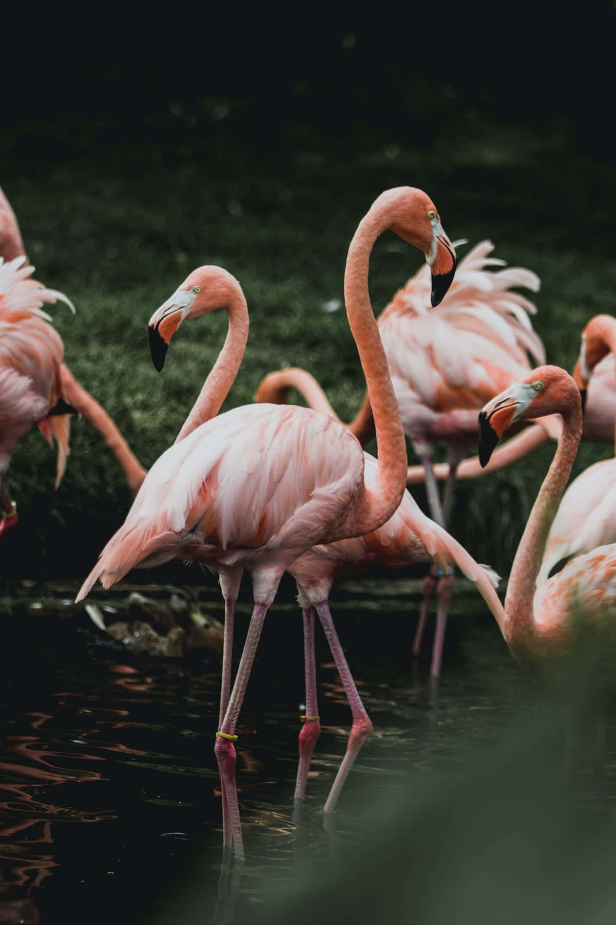A Vibrant Flamingo Visits an Exotic Beach Wallpaper