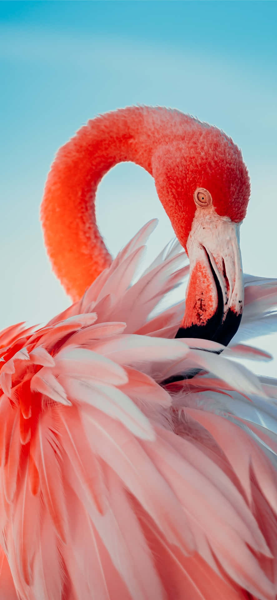 "Flamingo in lush greenery - perfect for your iPhone background" Wallpaper