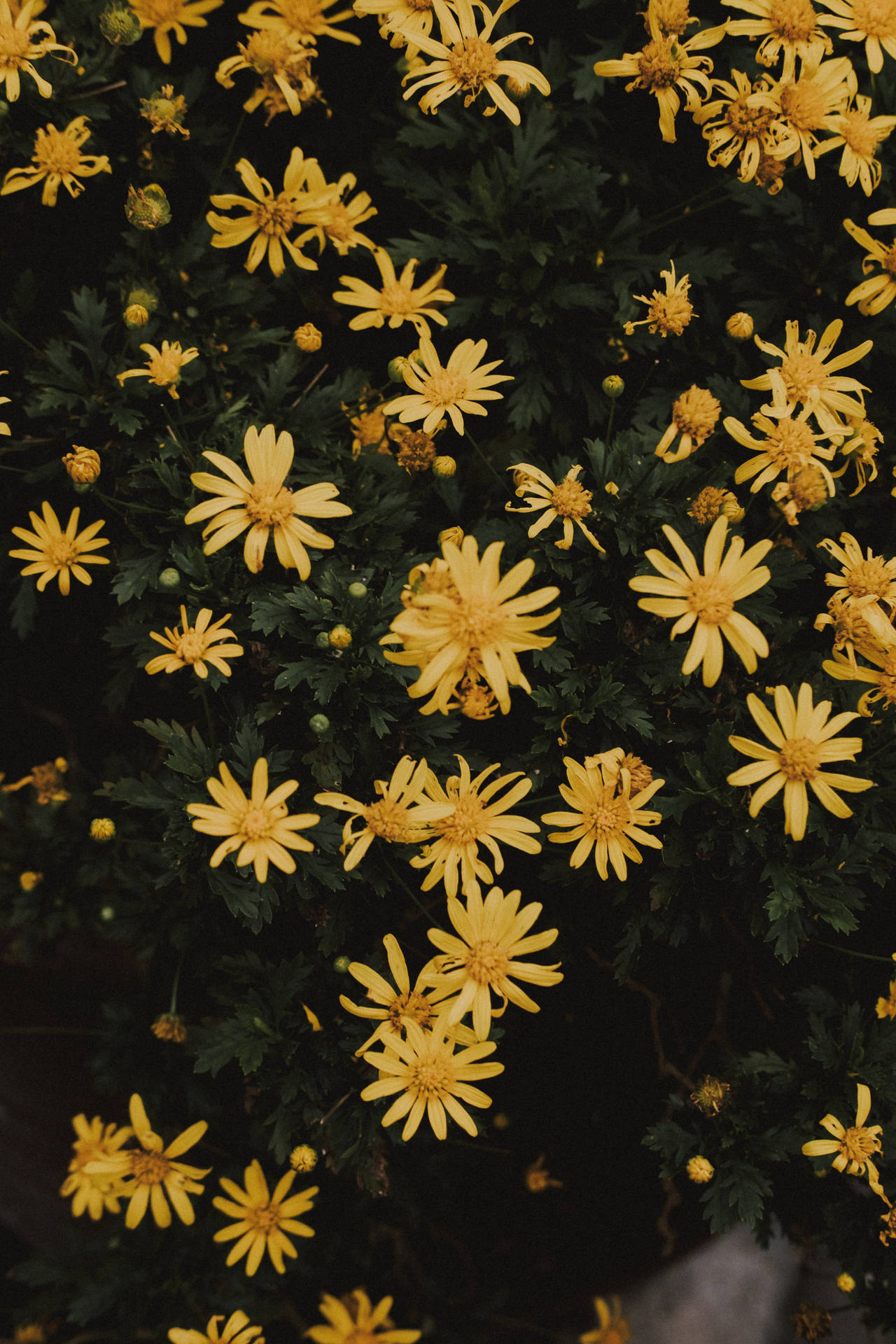 Fotografíade Flores Amarillas Con Estética Vintage Fondo de pantalla