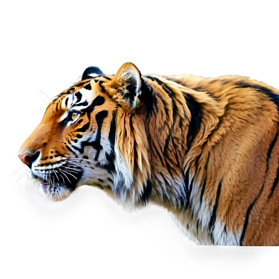 Photorealistic Tiger Face Close-up Png Yhk78 PNG