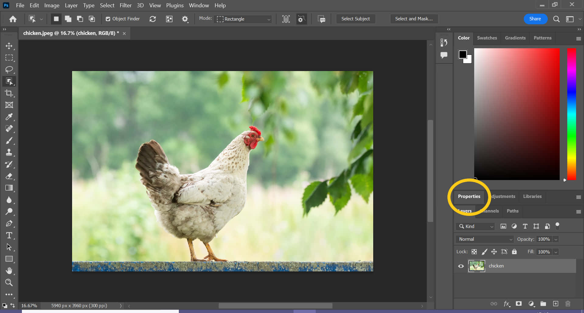 Photoshop Tool With White Rooster Wallpaper