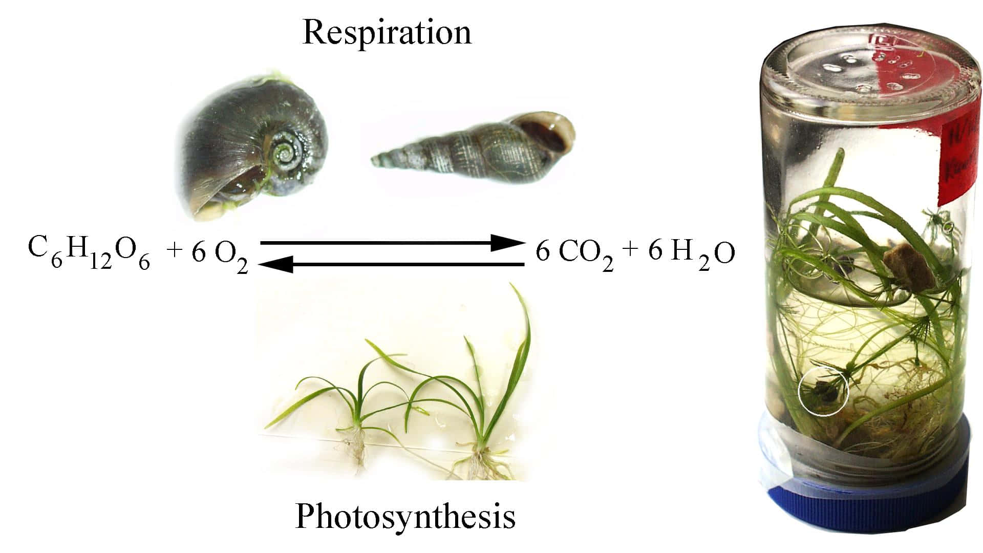Photosynthesis Respiration Cycle Diagram Wallpaper