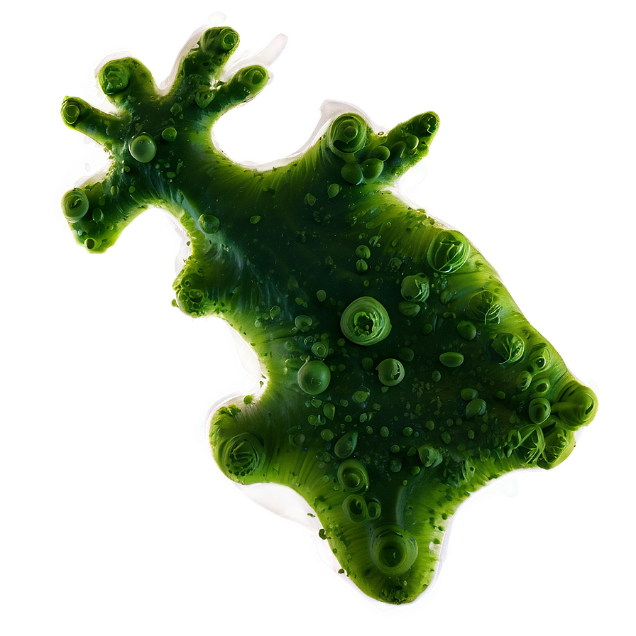 Phytoplankton Algae Png Xjj46 PNG