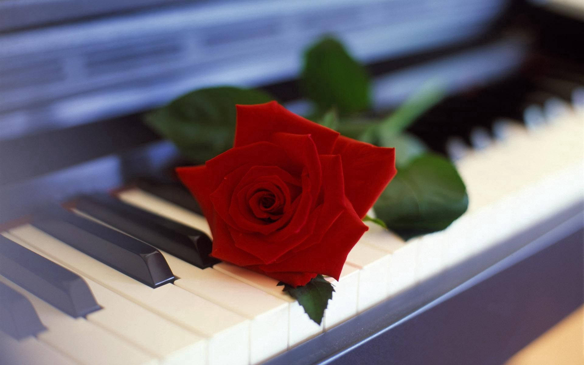 Piano Blooming Rose Flower Wallpaper