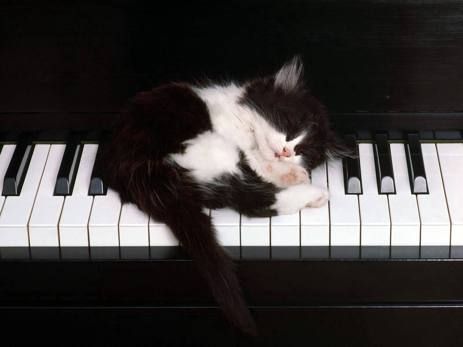 Piano Kitten Nap Wallpaper