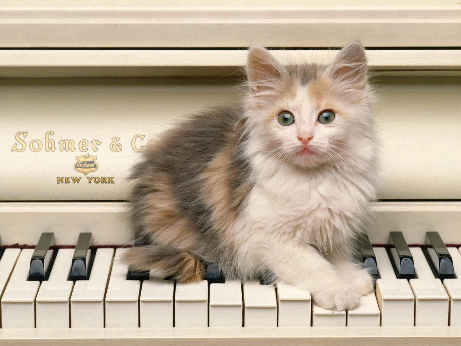 Piano With Furry Kitten Wallpaper