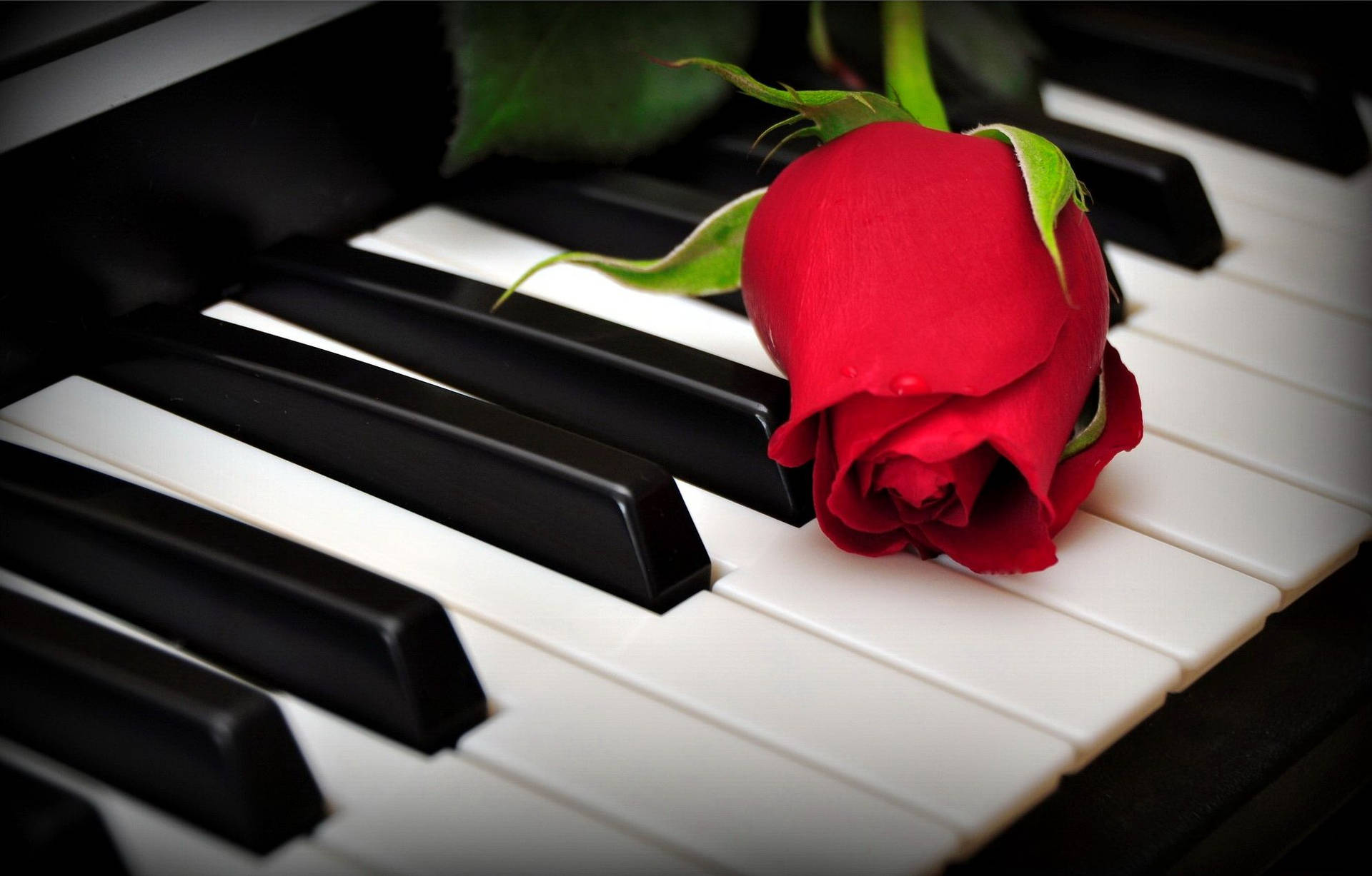 Piano With Red Rose Wallpaper