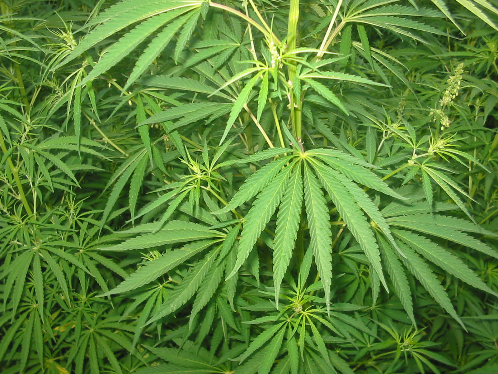 Piantafresca Di Marijuana In Fiore