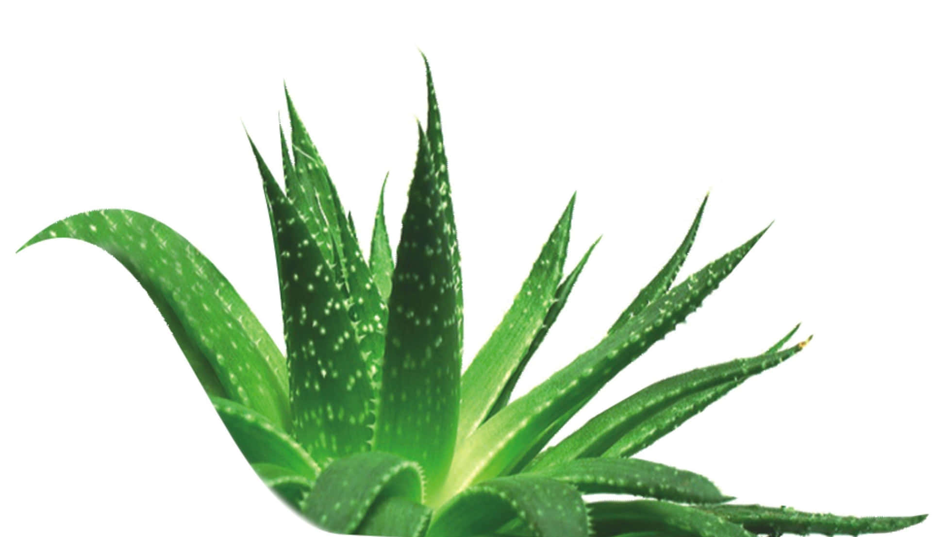 Piantedi Aloe Vera Rigeneranti In Un Rigoglioso Giardino