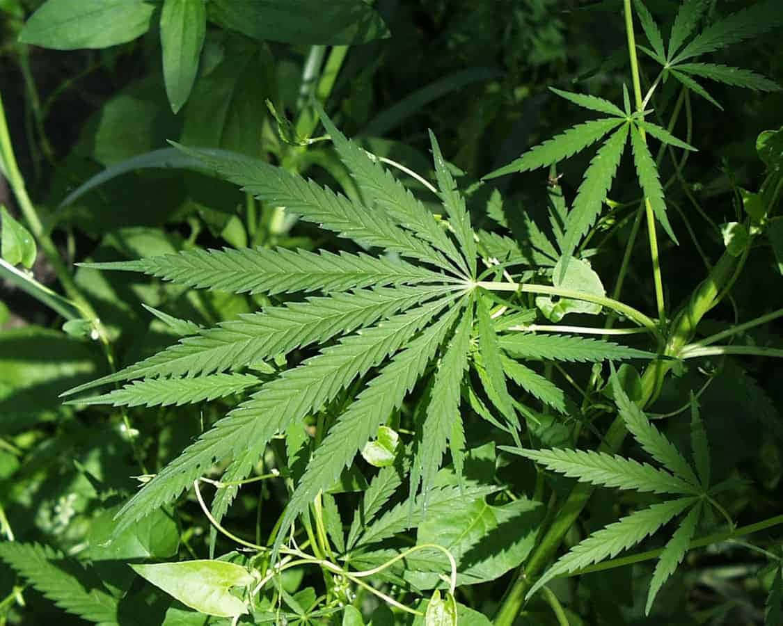 Piantedi Cannabis Estetiche Alla Luce Naturale Del Sole