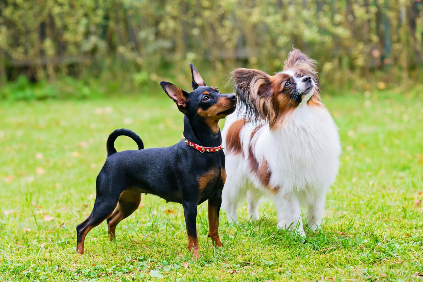 Piccoleimmagini Di Cani