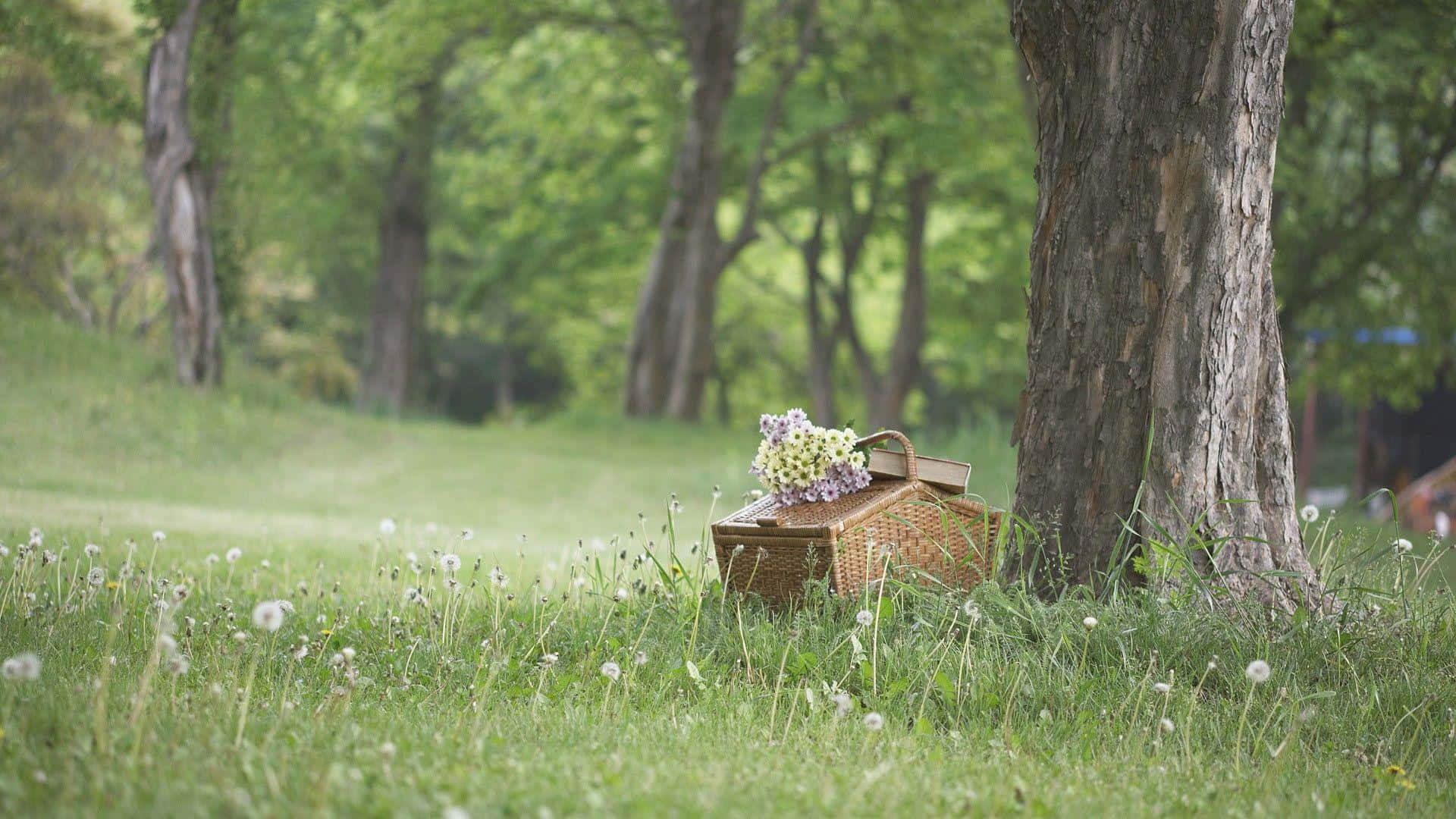 Picnic Basket Near A Tree Picture