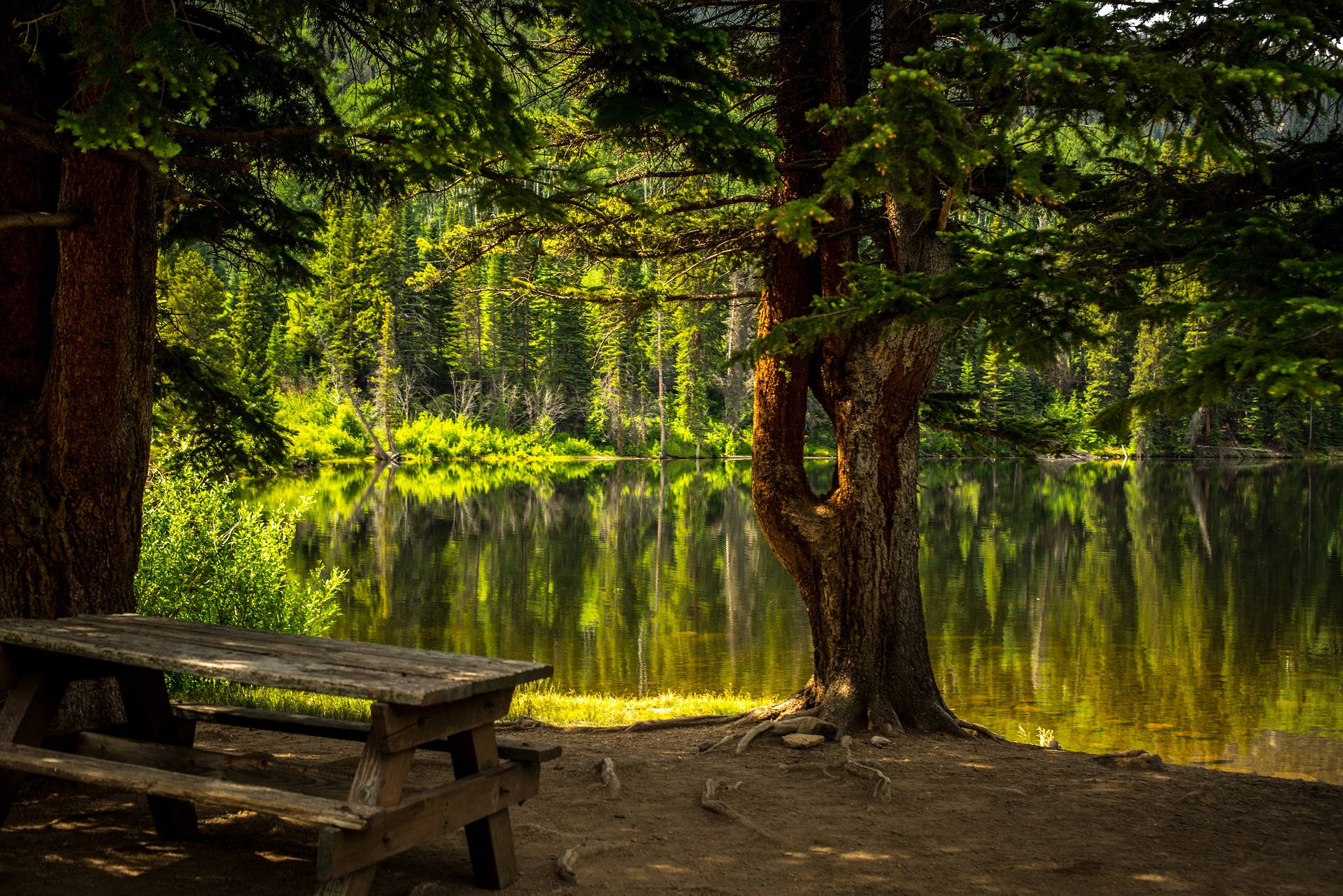 Picnic Table In The Woods Background