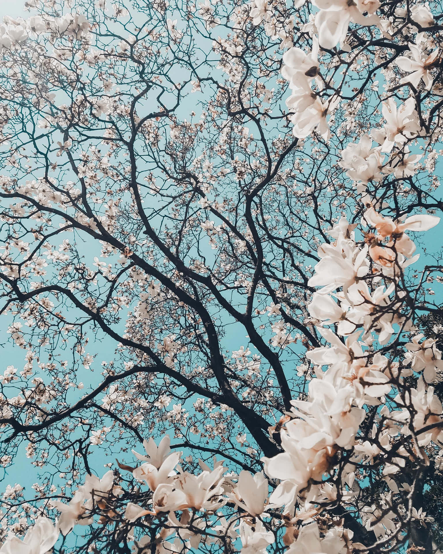 White Sakura Flowers Picsart Background