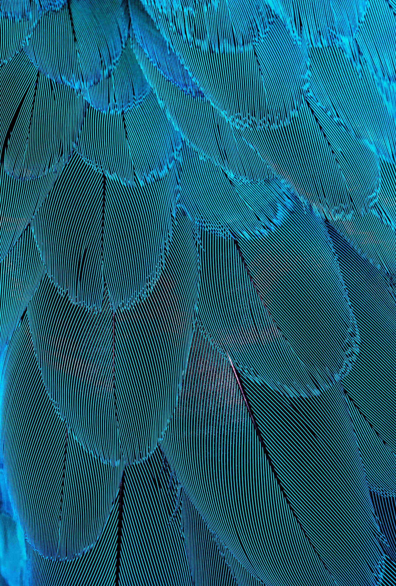 Shimmering Blue Feathers Picsart Background