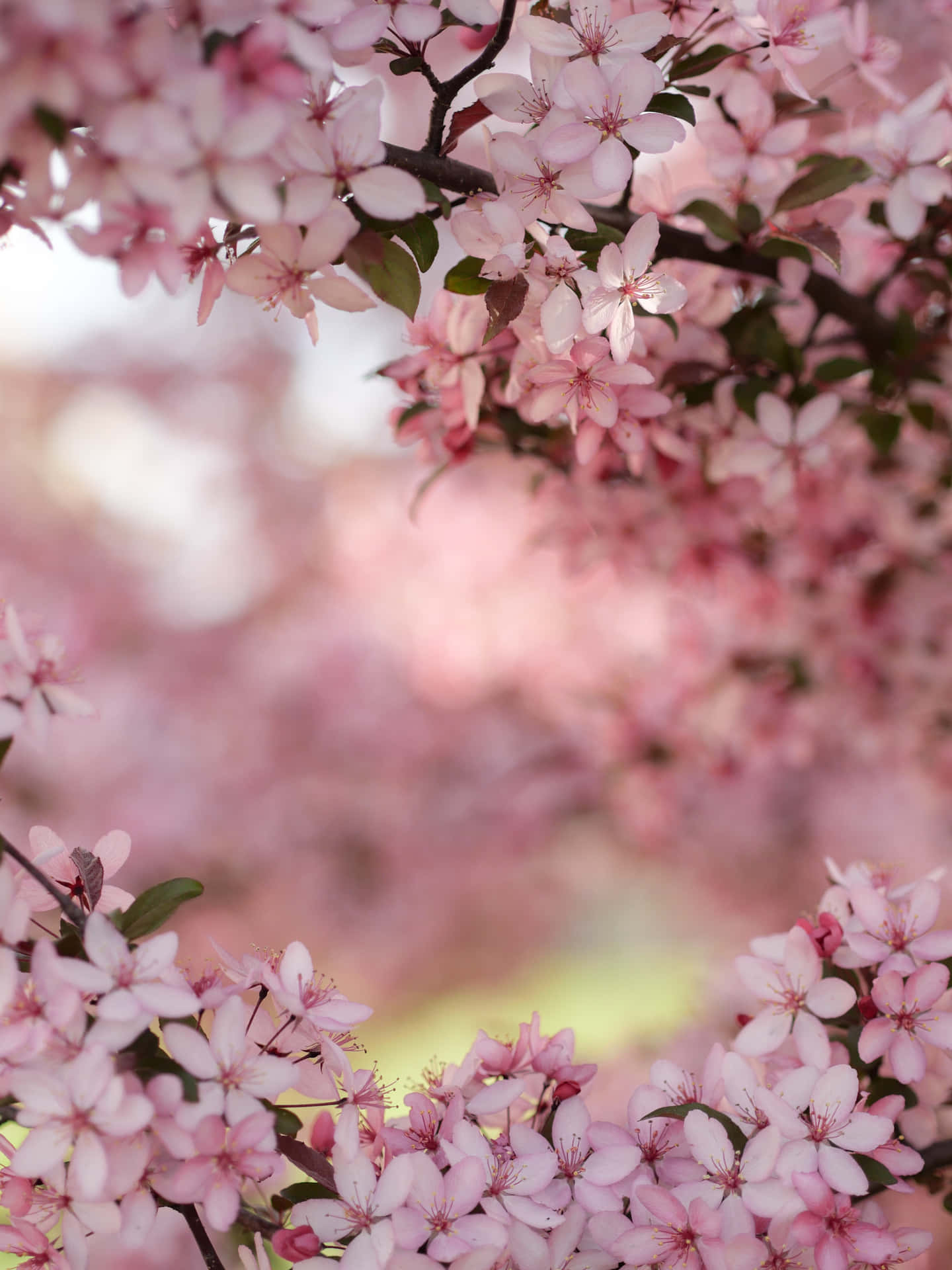 Pink Cherry Blossom Picsart Background