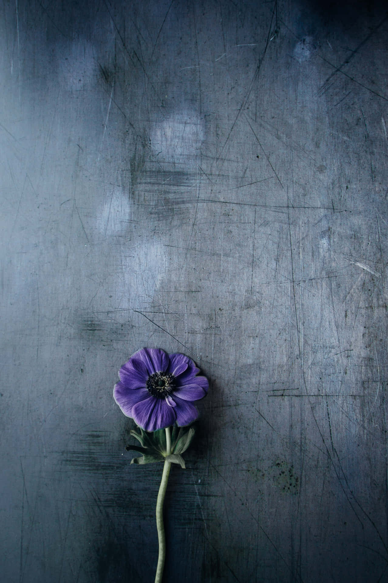 Delicate Violet Flower Picsart Background