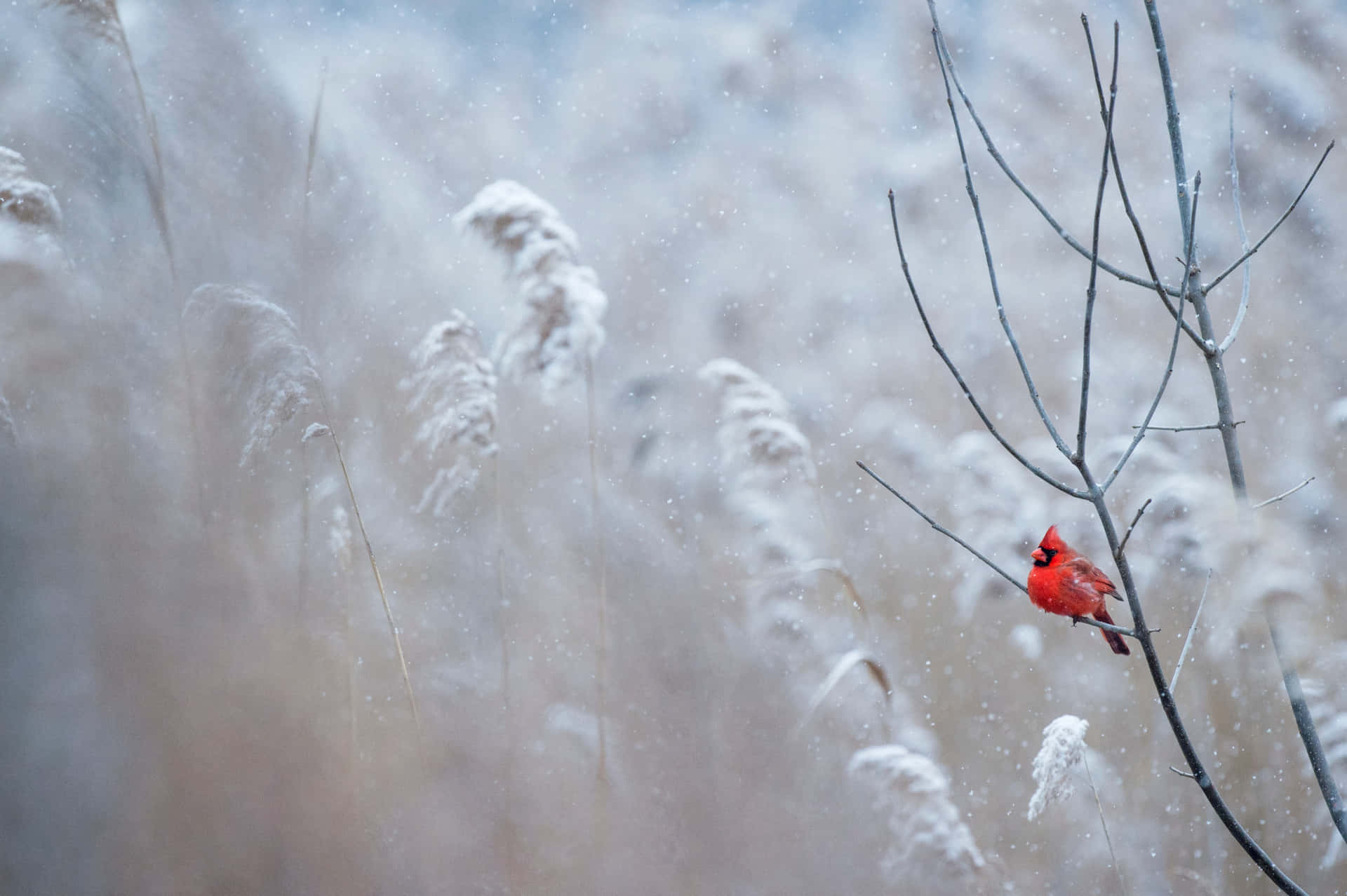 Einkardinälvogel Sitzt Auf Einem Ast Im Schnee.