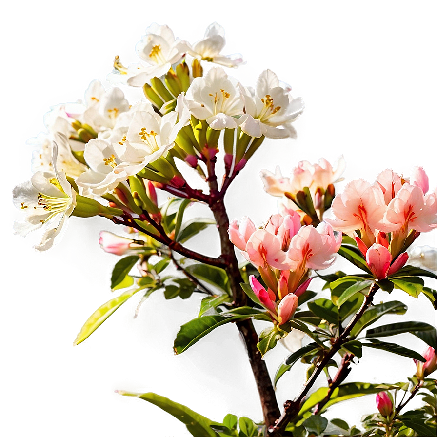 Picturesque Azalea Png 52 PNG