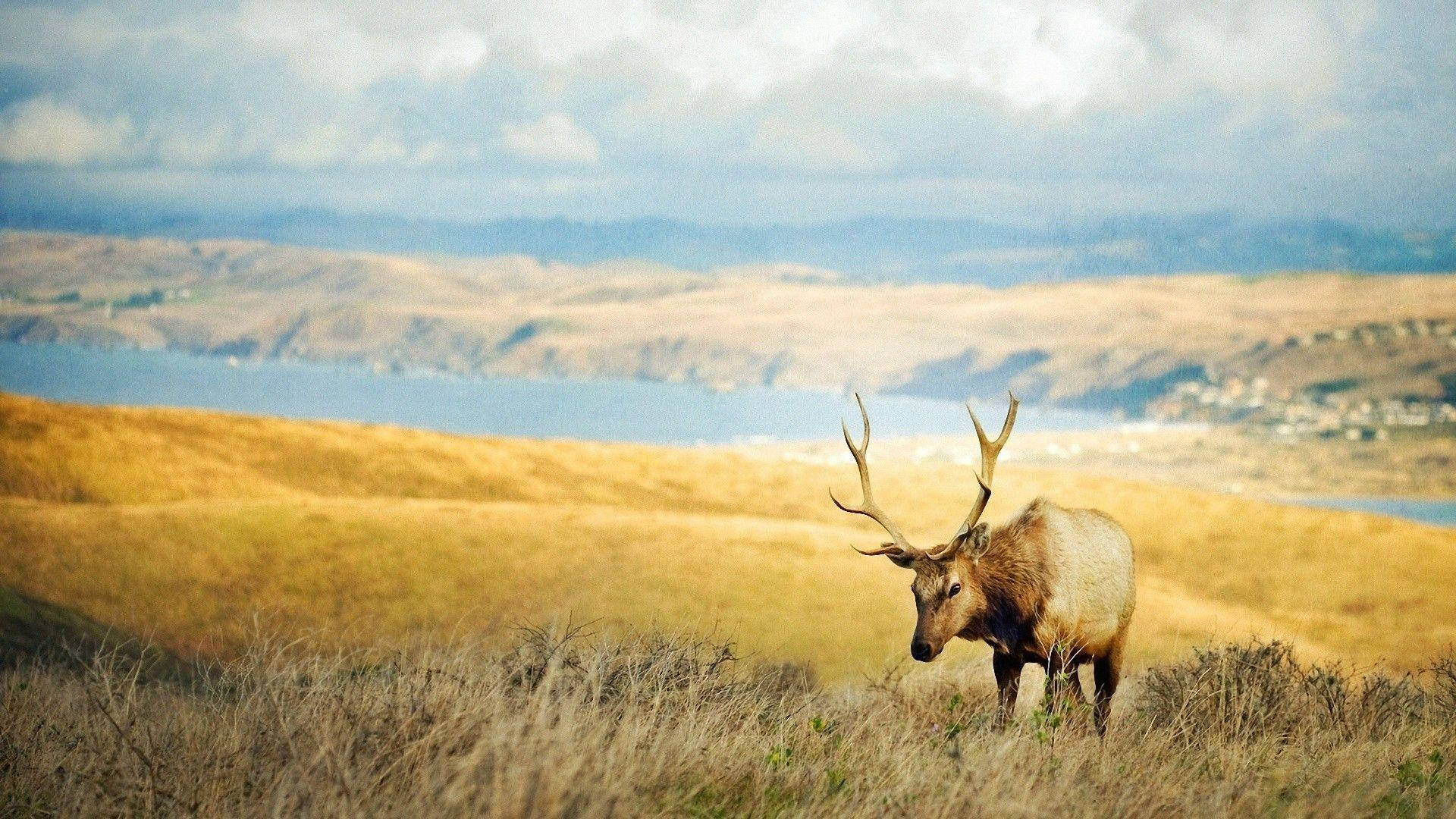 Picturesque Meadow Elk Wallpaper