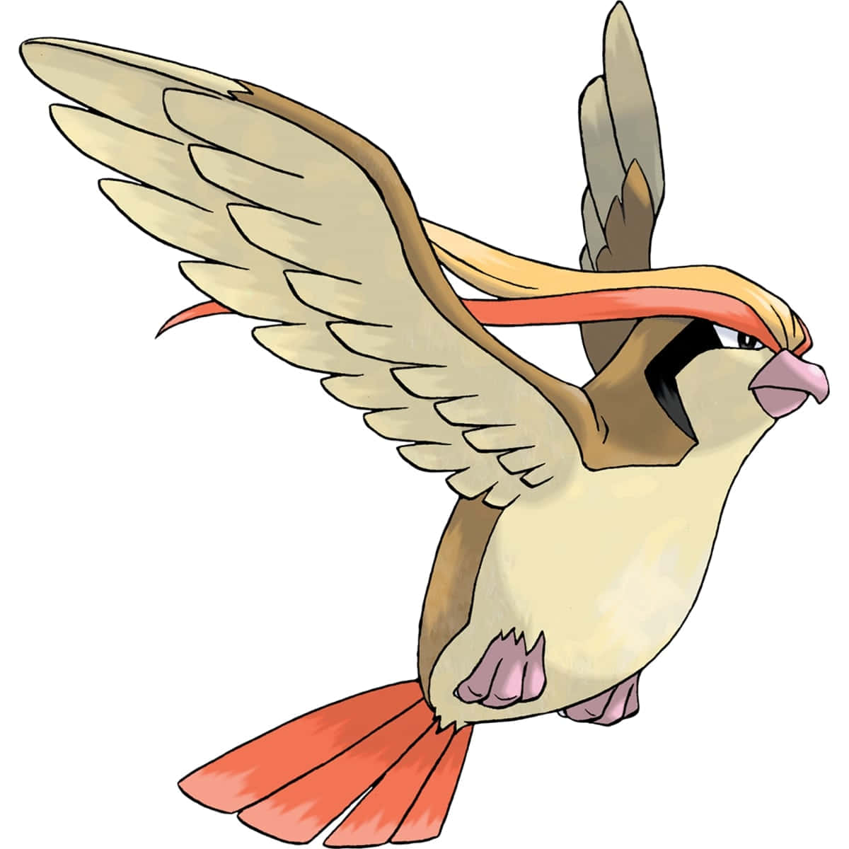 Pidgeotto Flying On White Background Wallpaper