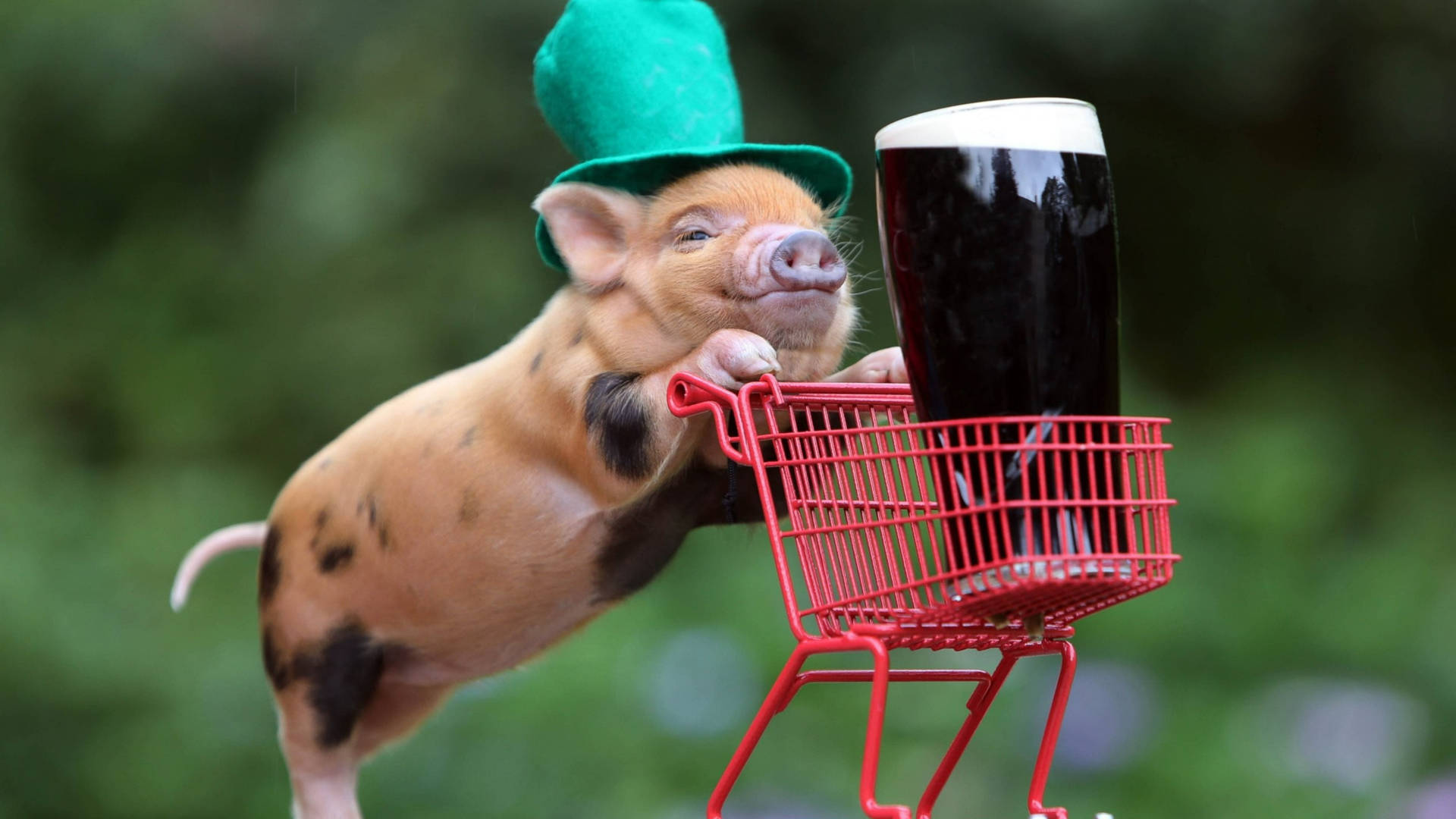 Pig At Saint Patrick's Day Wallpaper