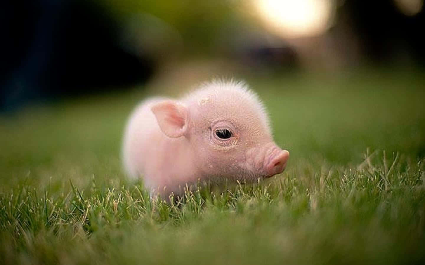 "Pig enjoying a sunny day"