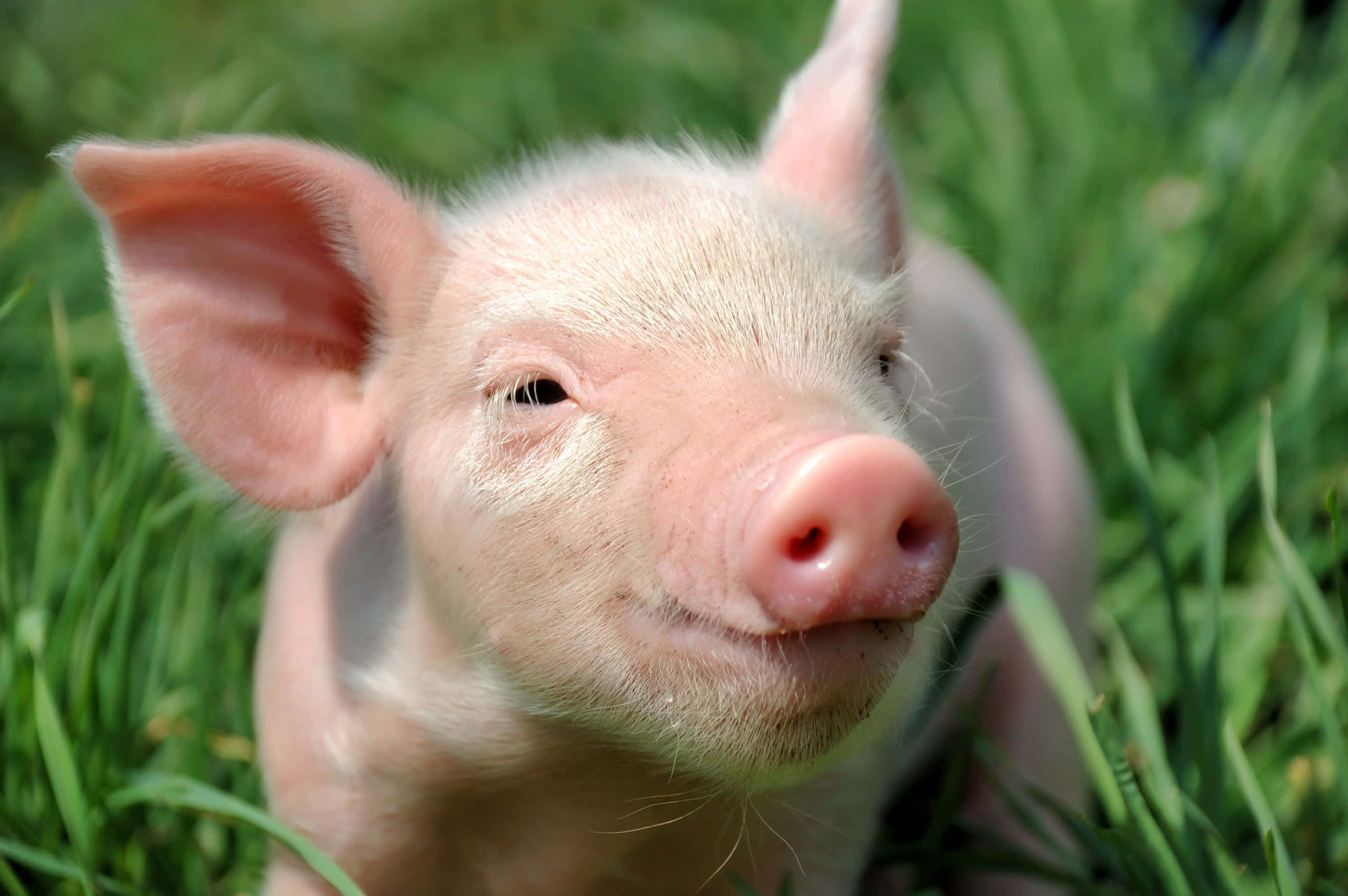 A happy pink pig enjoying the sun