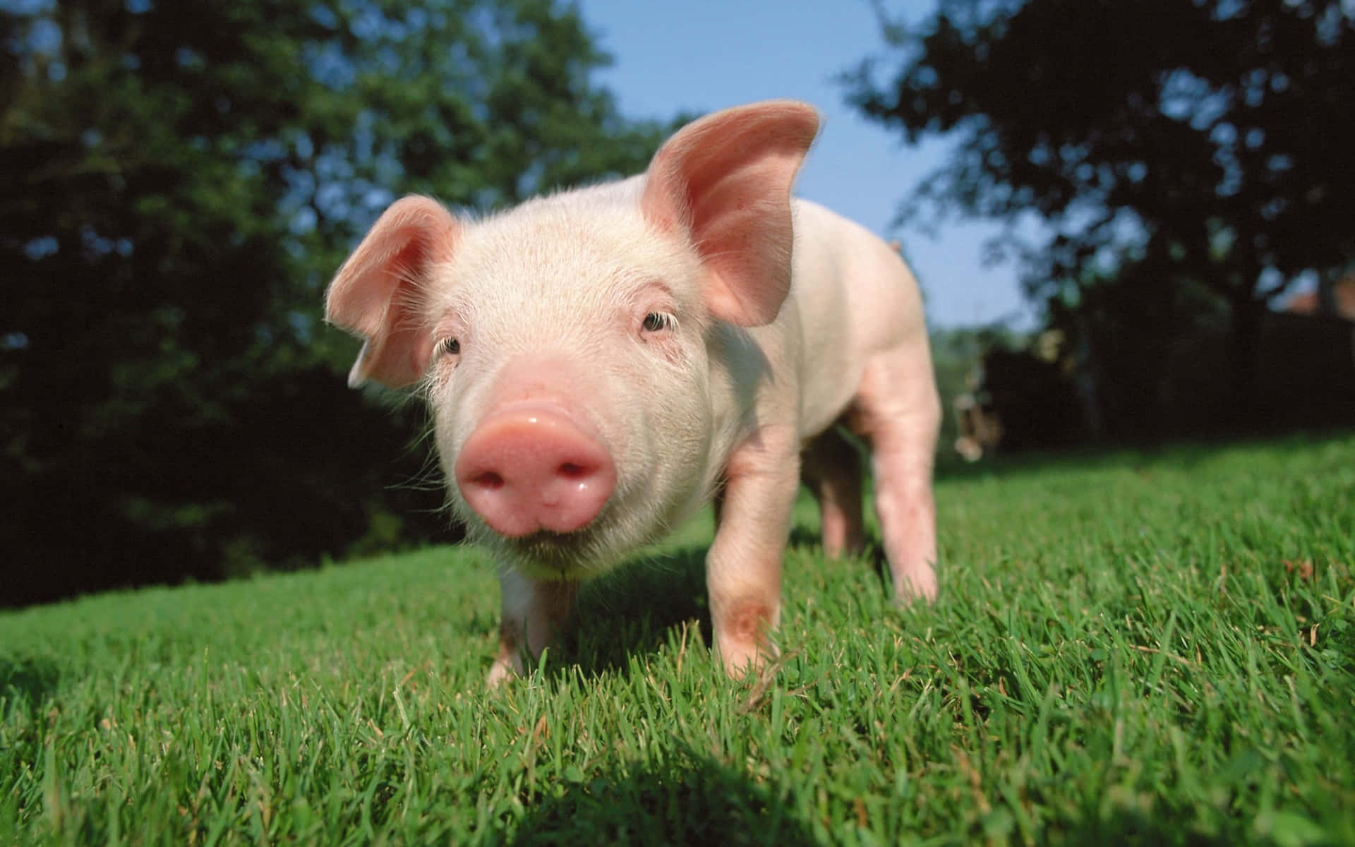A cute pink pig smiling and enjoying the fresh outdoors.