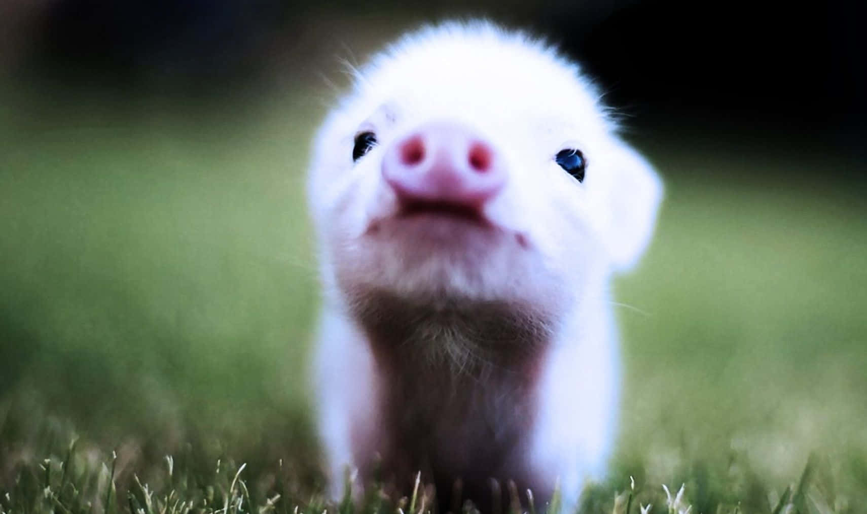 Cute and curious piglet