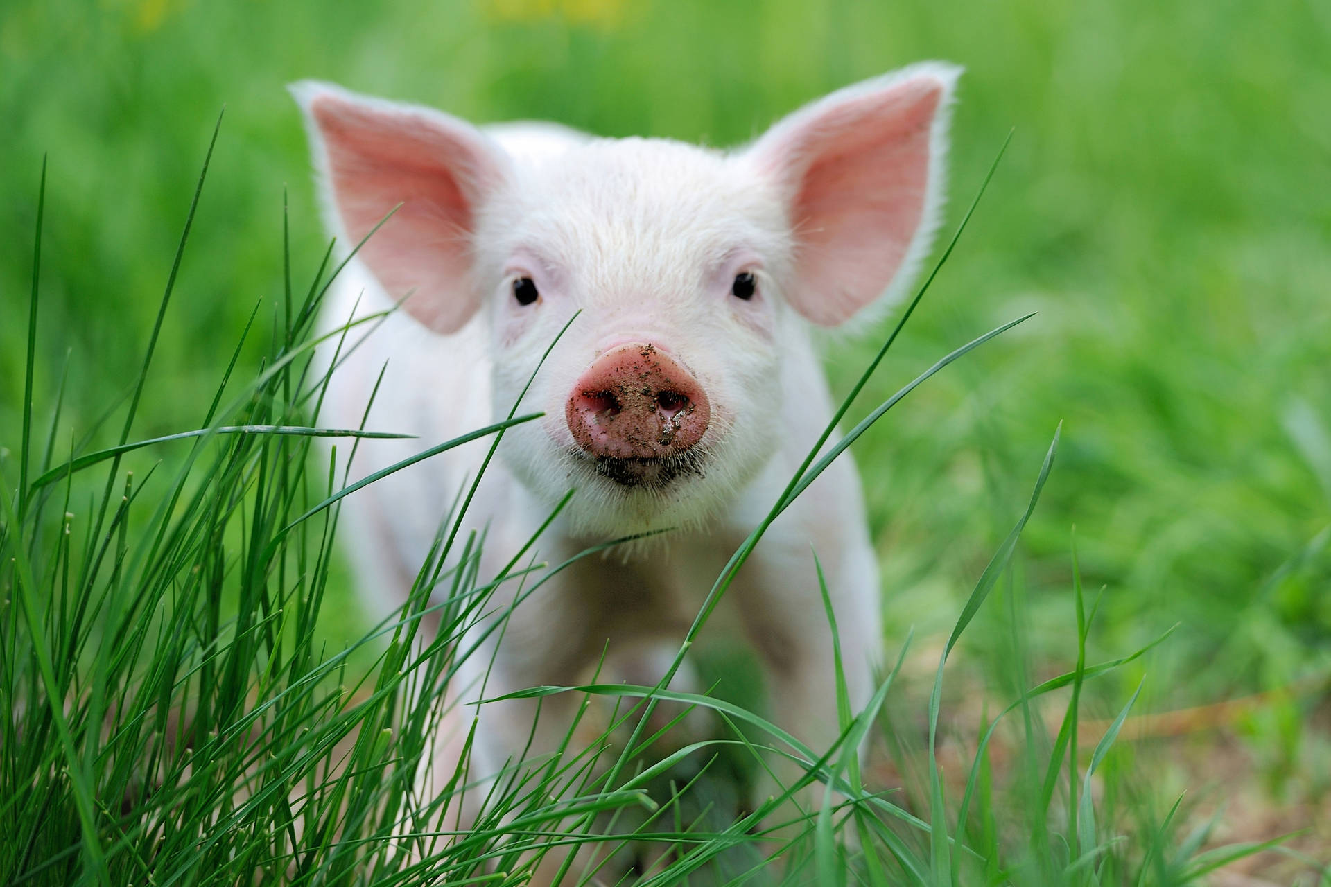 Pig Behind Green Grass Wallpaper