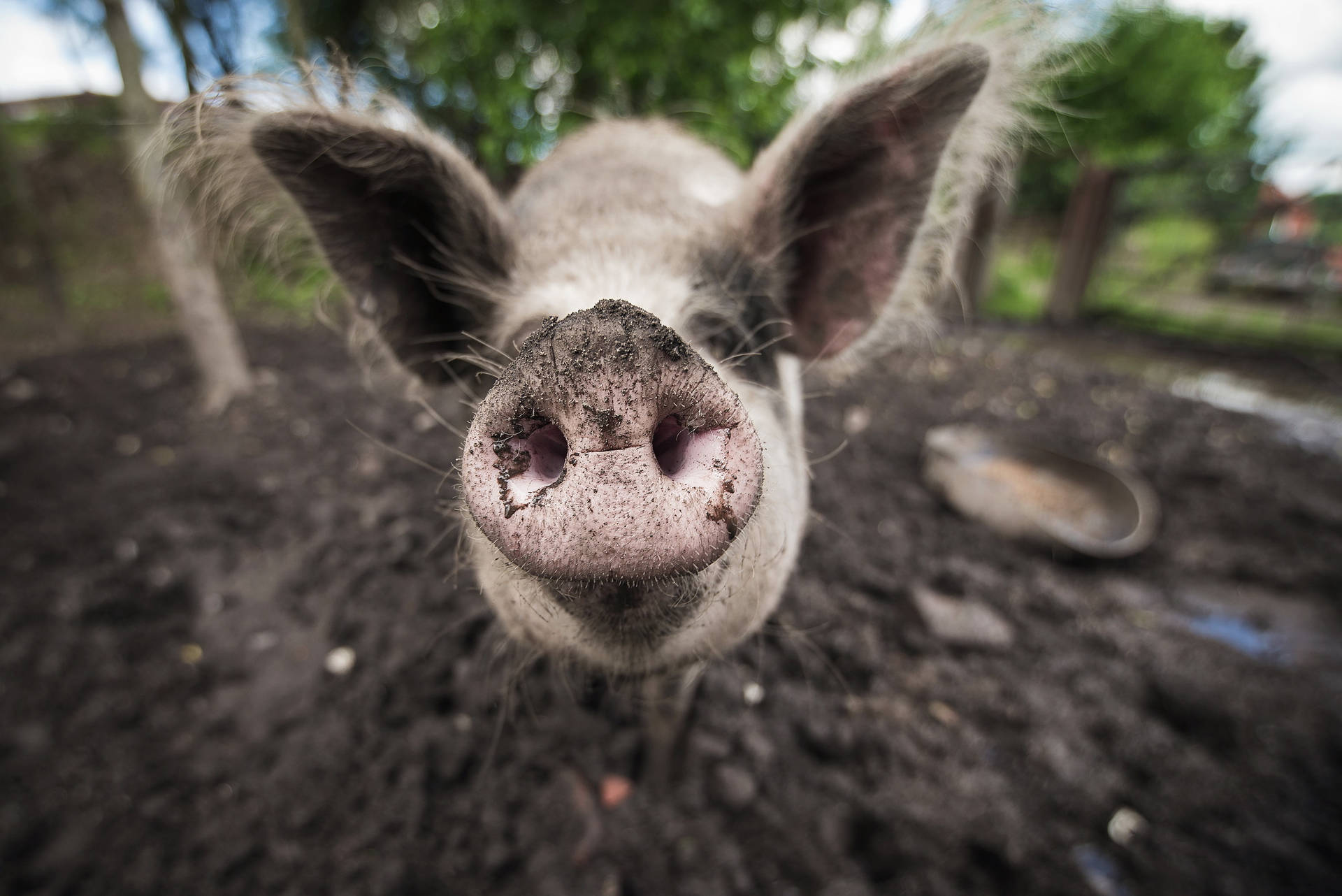 Pig Face Close-Up Wallpaper
