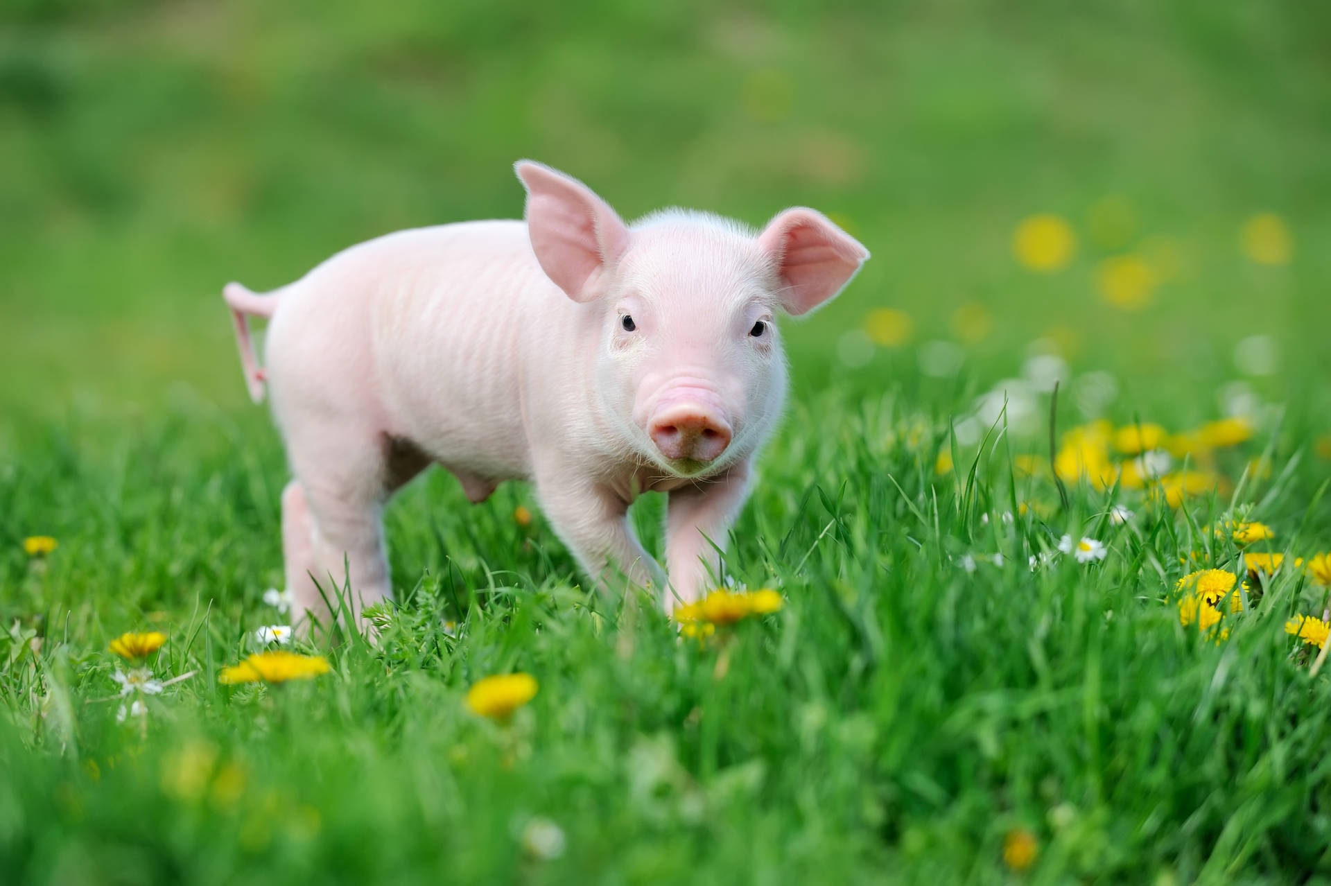 Pig In Flowery Field Wallpaper