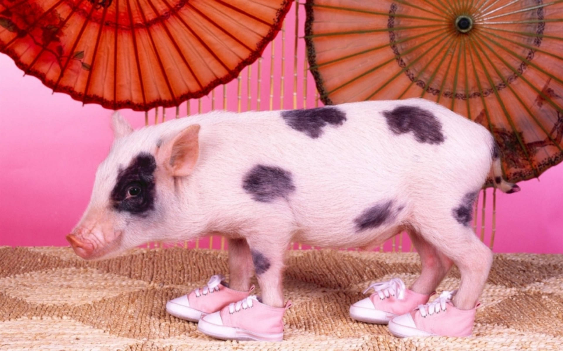 Pig In Sneakers Wallpaper