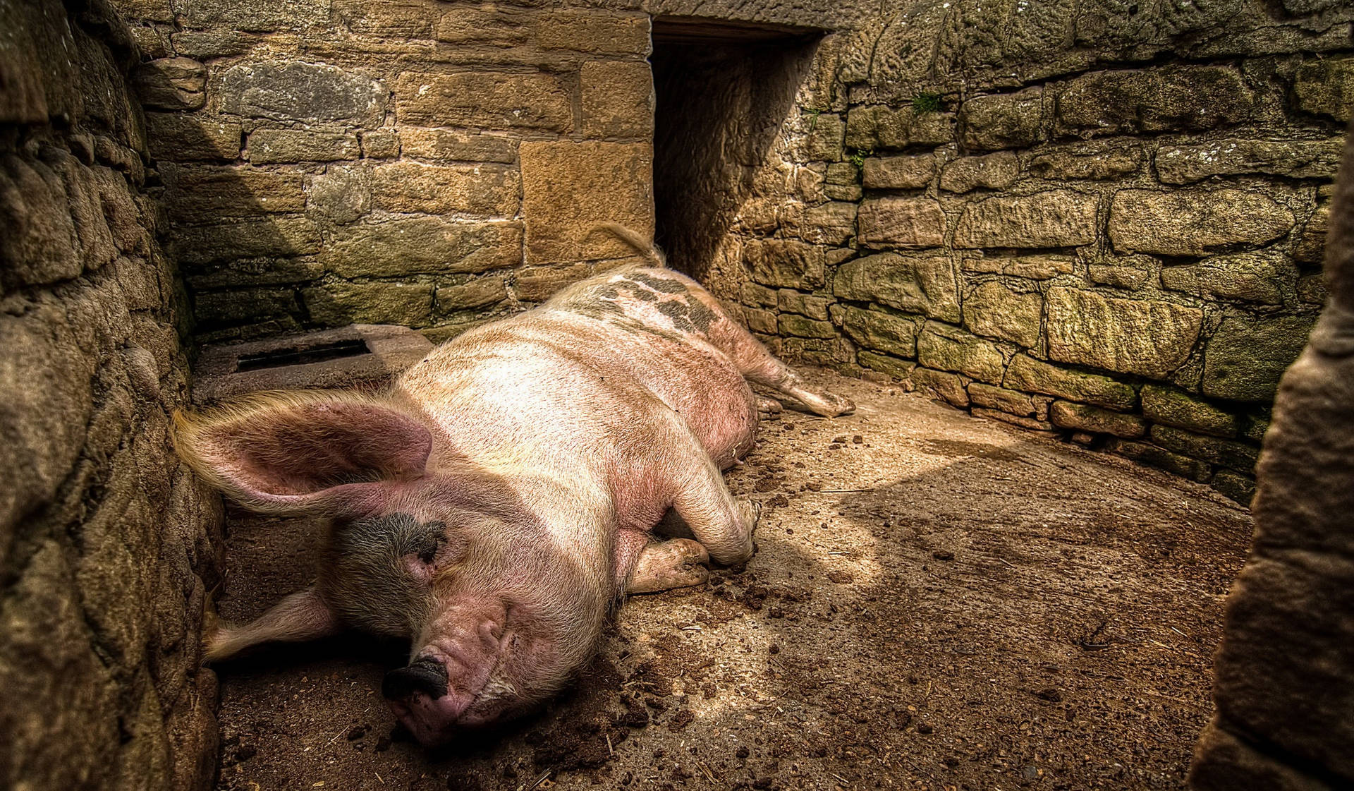 Pig Sleeping In Pigpen Wallpaper
