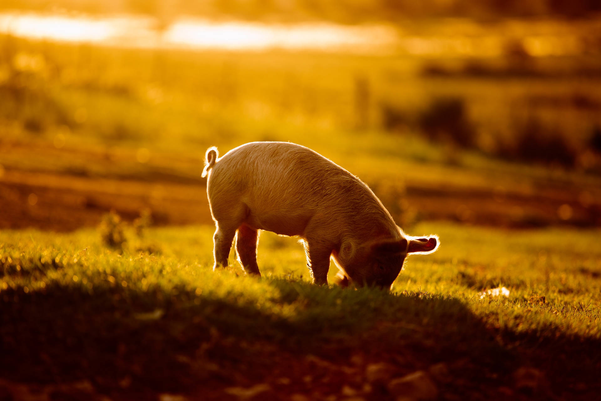 Pig Sunset Photography Wallpaper