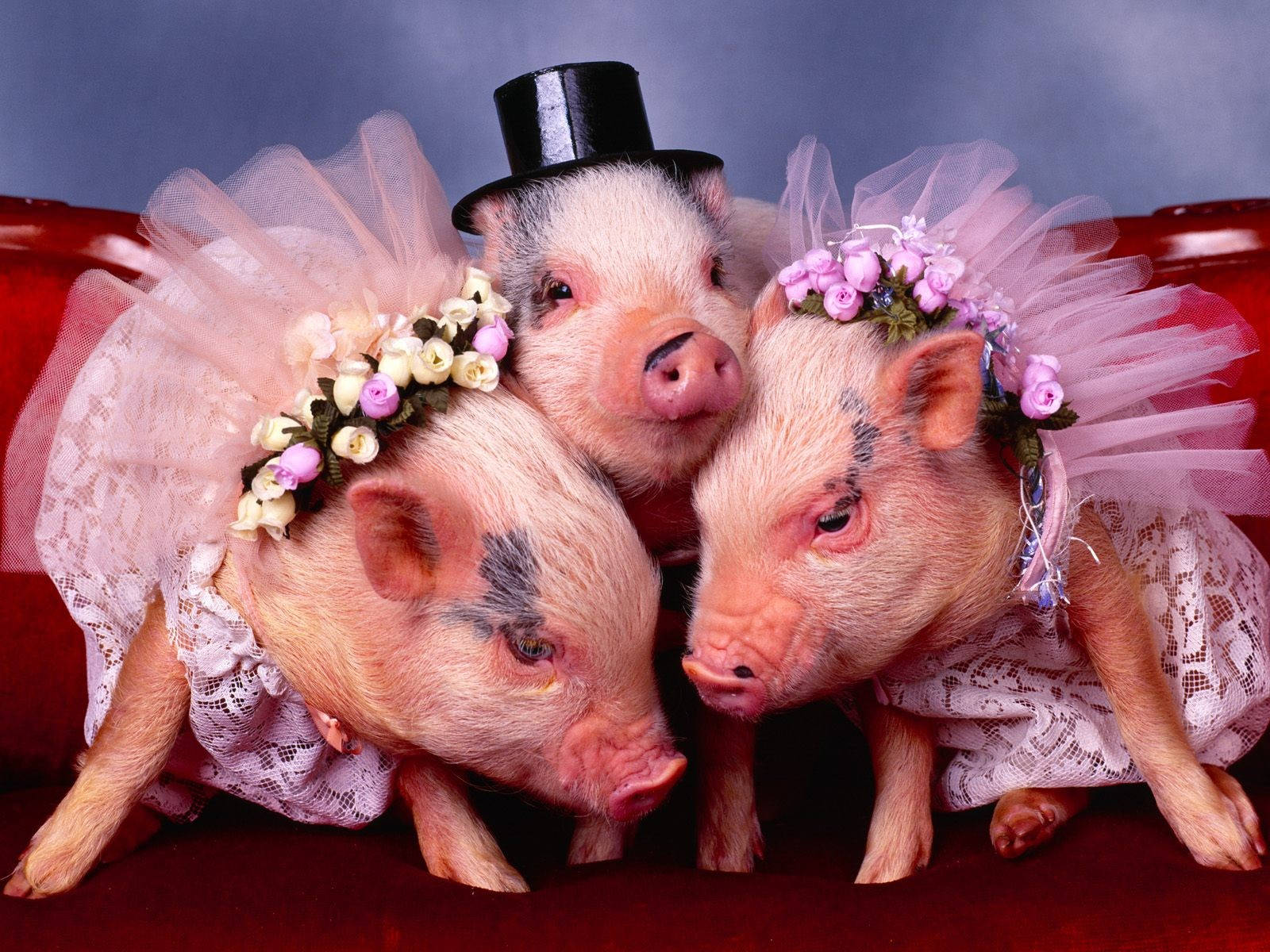 Pig Trio Costumes Wallpaper