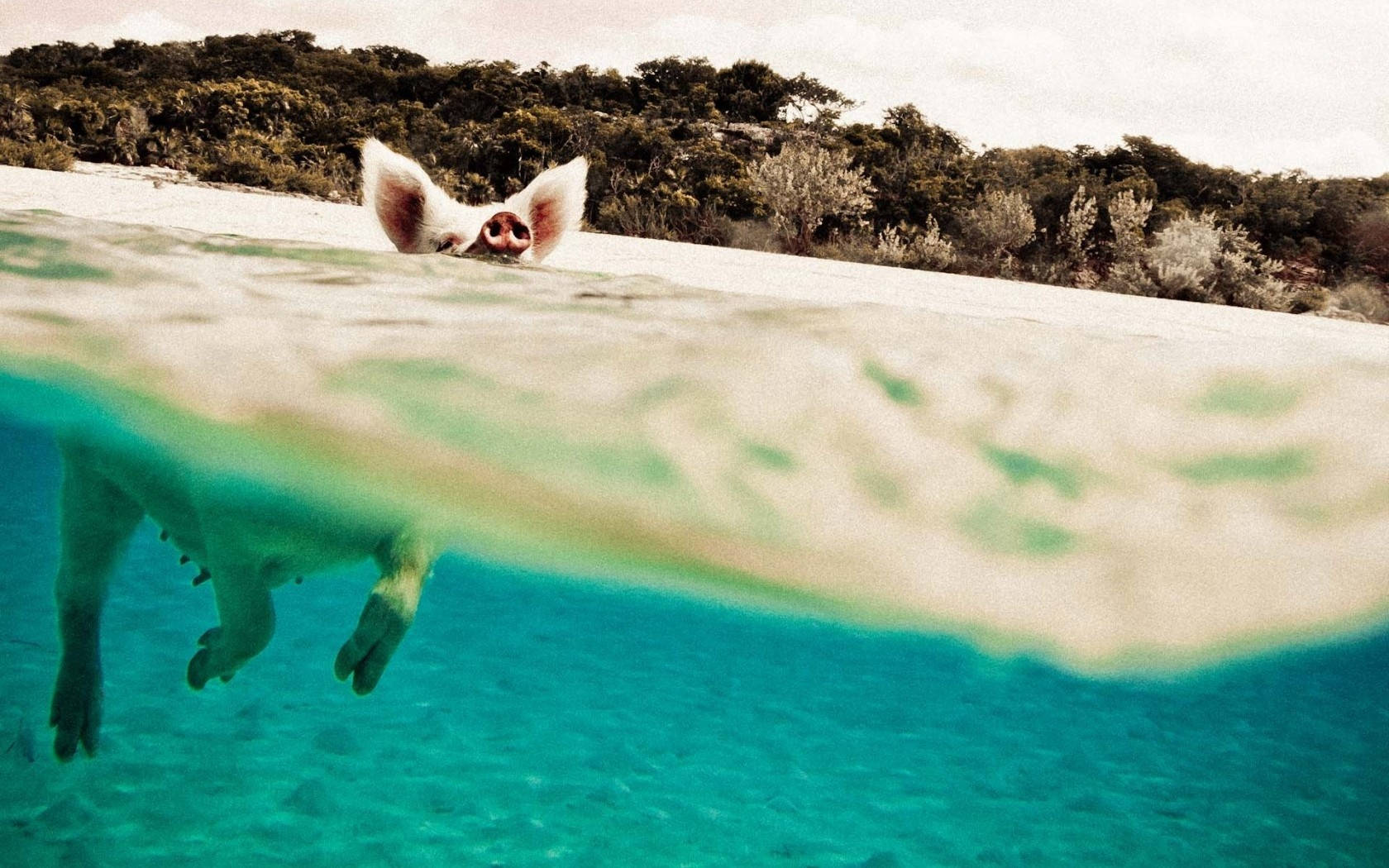 Pig Underwater View Wallpaper