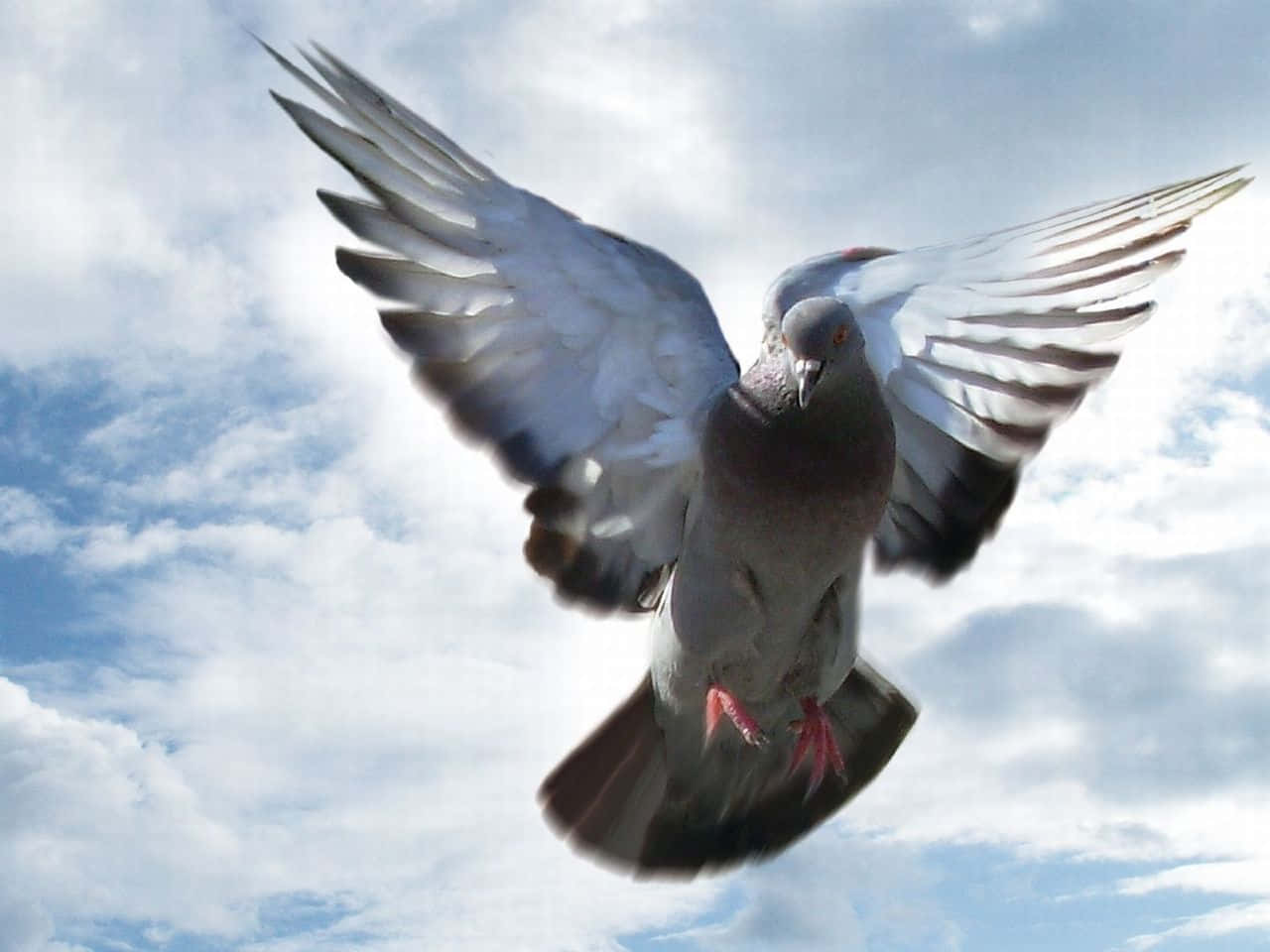 Watching a Pigeon Take Flight
