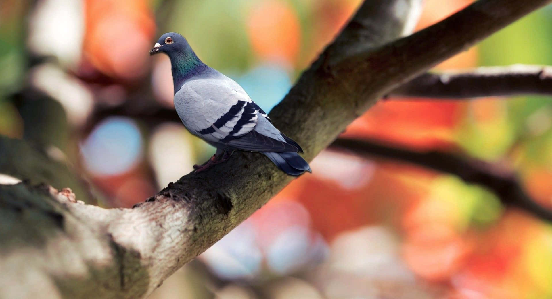 A beautiful pigeon perched atop a bench